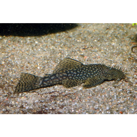 Zbrojnik - Glonojad - Ancistrus sp.